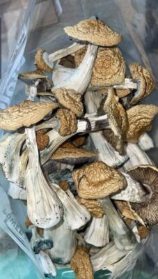 Buy mgaic mushrooms. Magic mushrooms growing, identifying magic mushrooms, buy psilocybin online, magic mushrooms trip, Magic mushrooms Dose